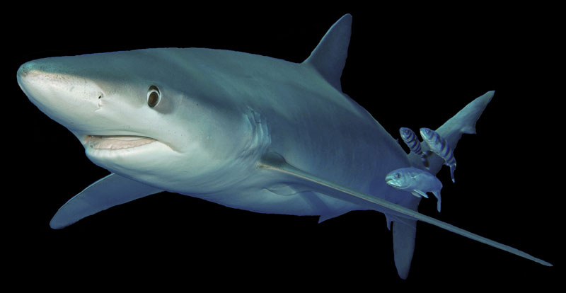 Duiken blauwe haaien blue