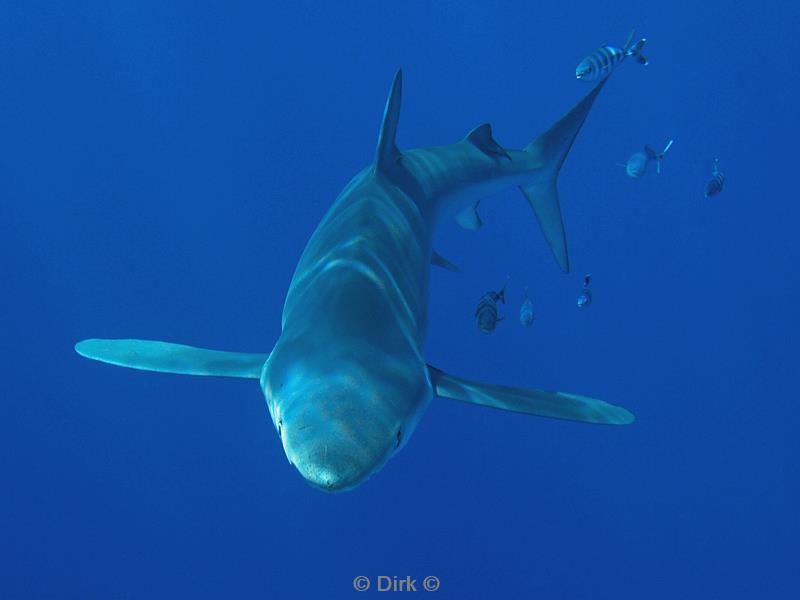 azoren pico duiken blauwe haai blue shark