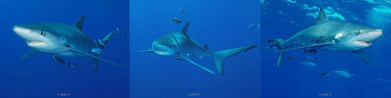 azoren pico blauwe haai blue shark