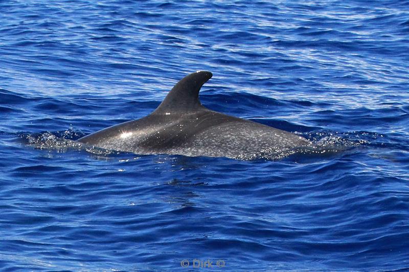 azores pico atlantic spotted dolphins