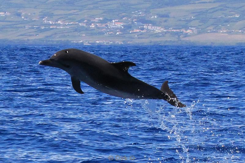 azoren pico dolfijnen bottlenos dolphins