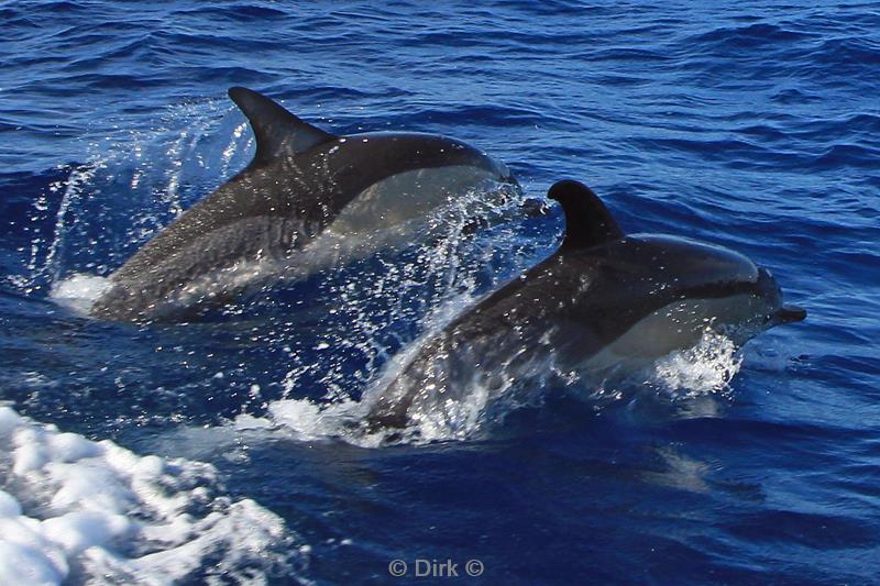 azoren pico dolfijnen common dolphins