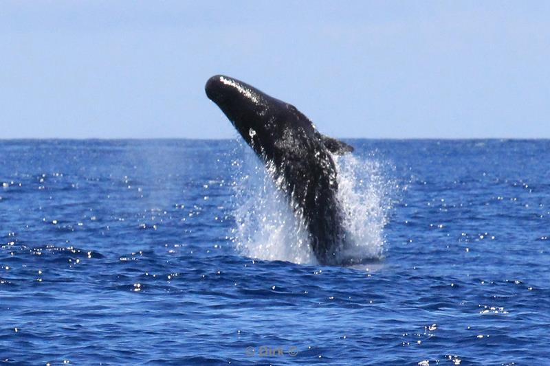 azoren potvis sperm whale