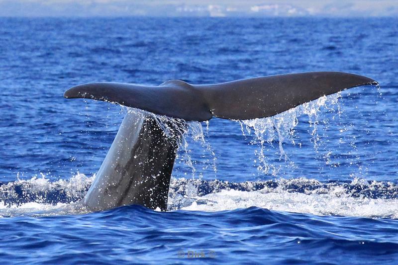 azores sperm whale