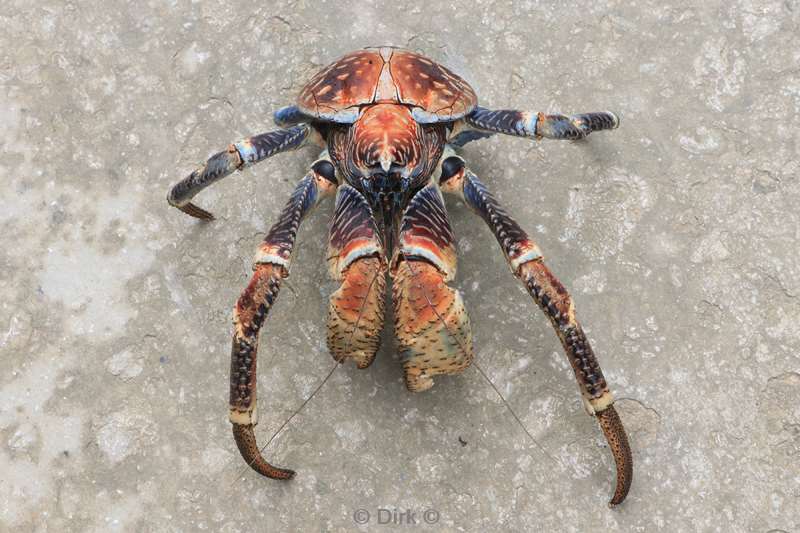 flying fish cove coconut crab