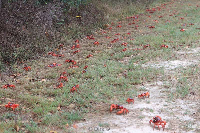 flying fish cove red crabs
