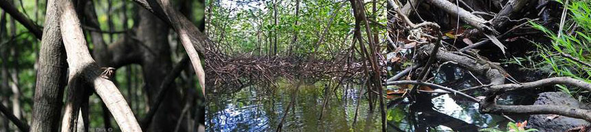 Costa Rica Corcovado mangrovebos