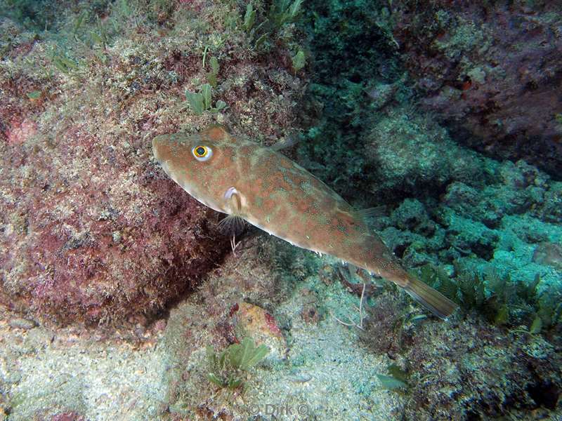 Costa Rica fish-2