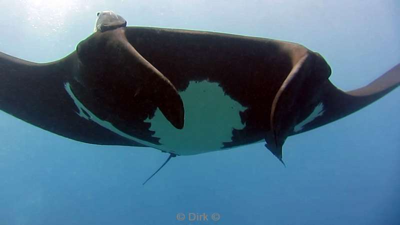 Costa Rica manta rays