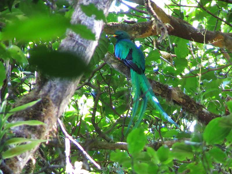 Costa Rica quetzal Monteverde Cloud Forest