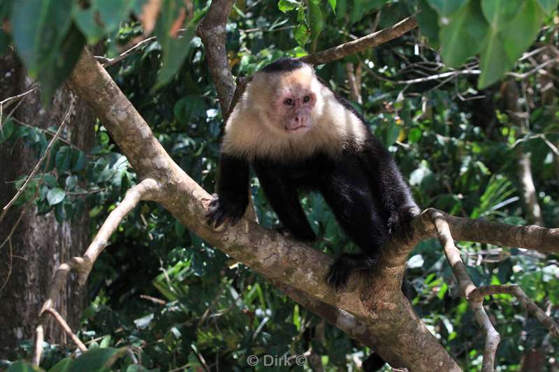 Costa Rica kapucini monkeys Monteverde Cloud Forest