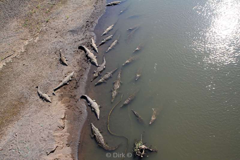 Costa Rica crocodiles Tarcoles rivier