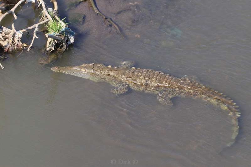 Costa Rica crocodiles Tarcoles rivier