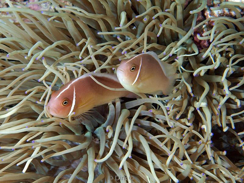 philippines diving anemone fish