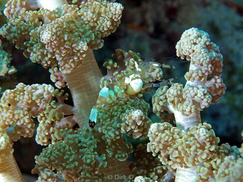 Filippijnen duiken anemone