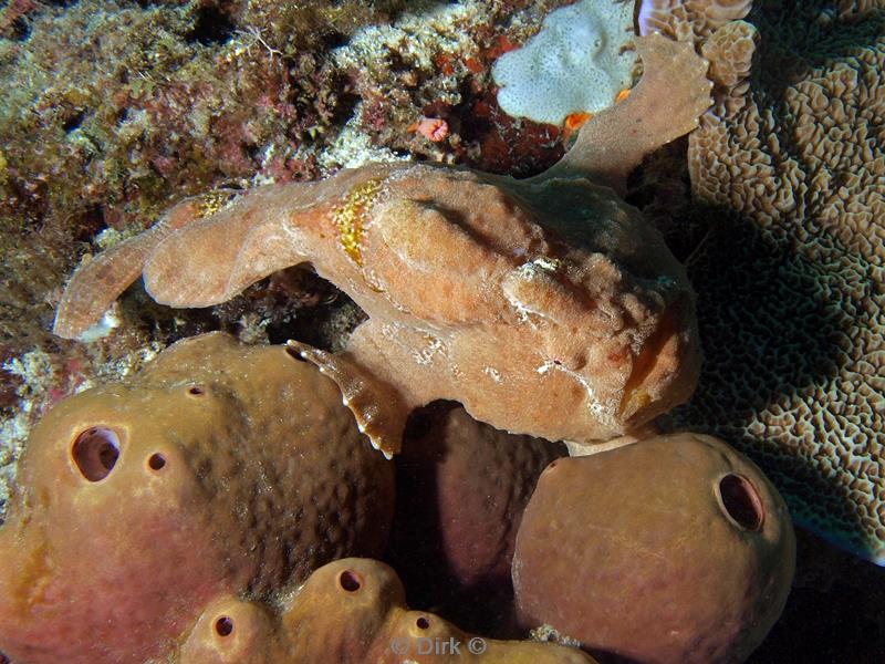 Filippijnen duiken brown frogfish