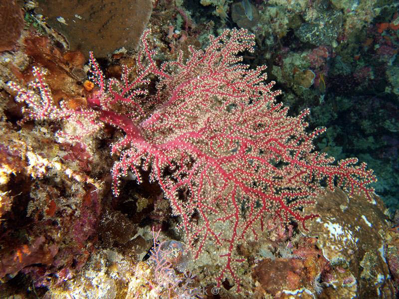 Filippijnen duiken coral