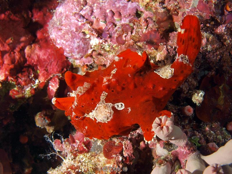 philippines diving brown frogfish
