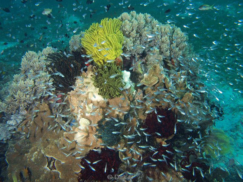 Filippijnen duiken rif life