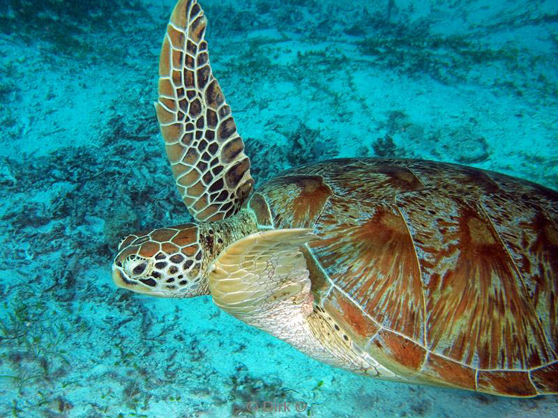 Filippijnen duiken schildpad