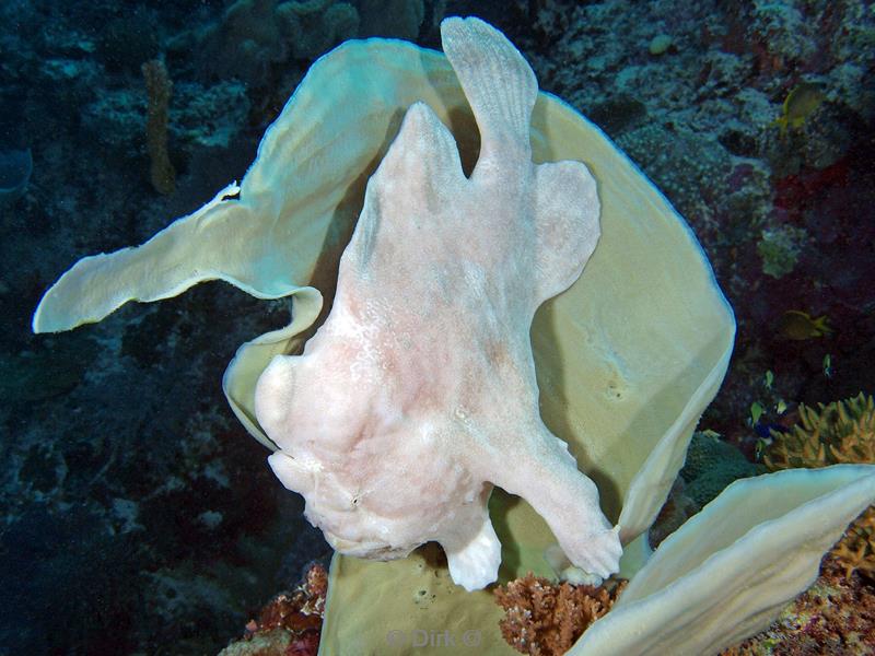 philippines diving white frogfish