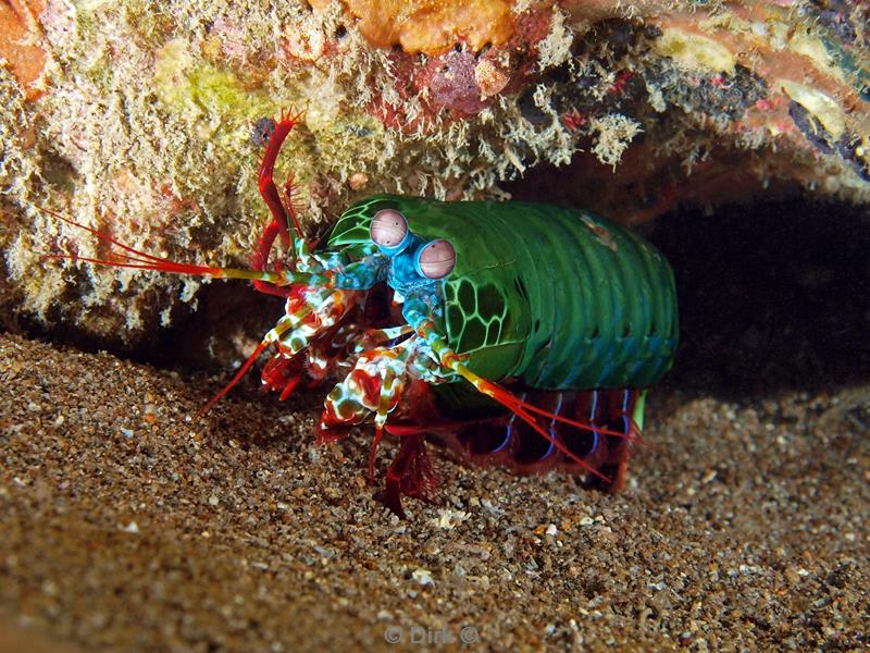 Filippijnen duiken mantis shrimp