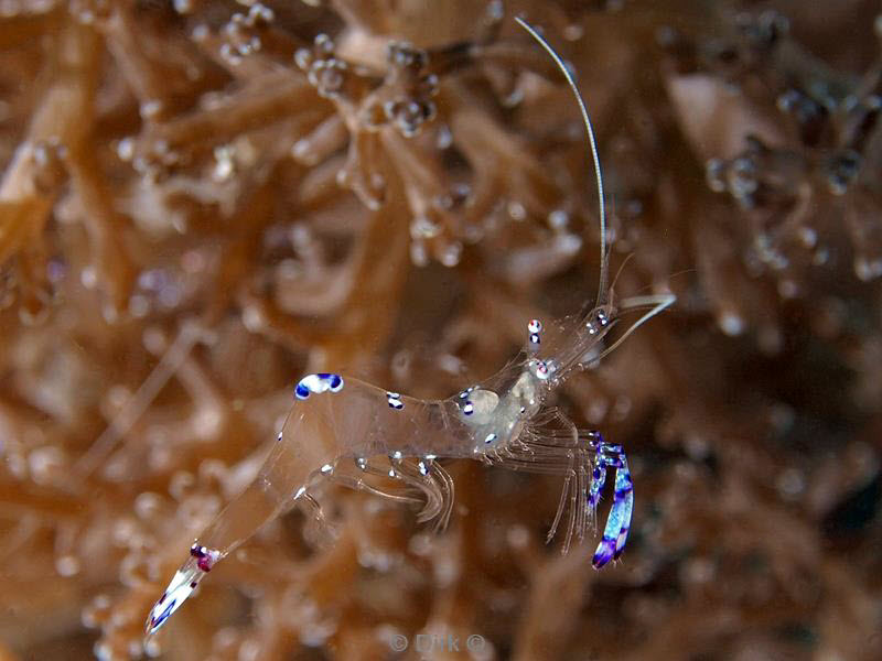 philippines diving anemoon shrimp