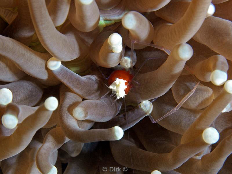 Filippijnen duiken anemoon-shrimp