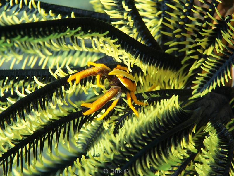 philippines diving crinoid squat lobster