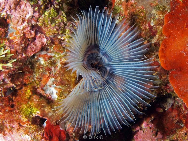 Filippijnen duiken kokerworm