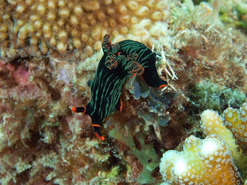 Filippijnen duiken nudibranch
