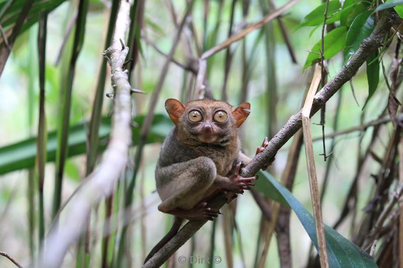 Filippijnen bohol tarsiers de kleinste primaten