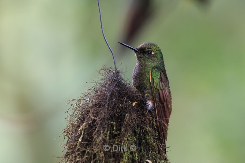 bellavista lodge colibri