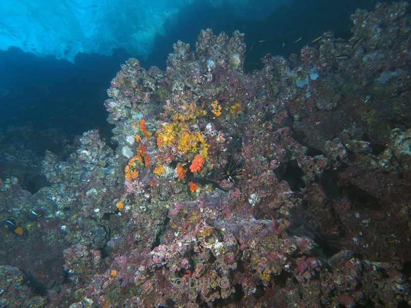 duiken galapagos atoll