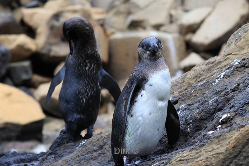 galapagos fernandina island pinguïns