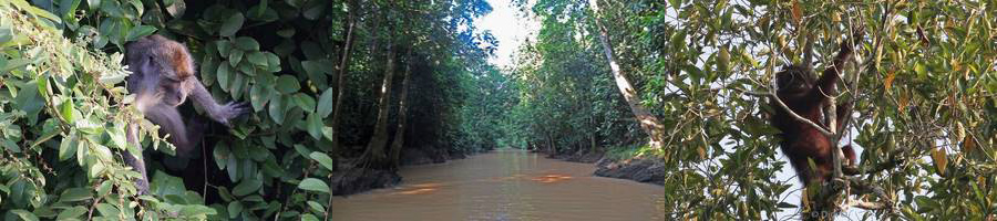 borneo regenwoud kinabatangan rivier wildlife