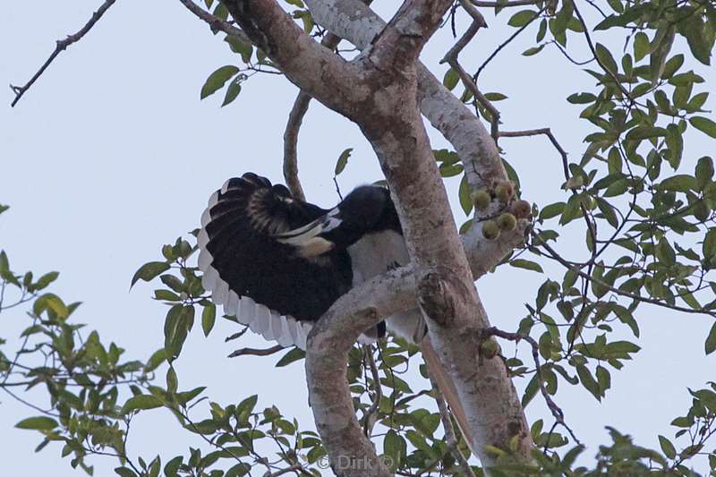 malaysia borneo kinabatangan river hornbill