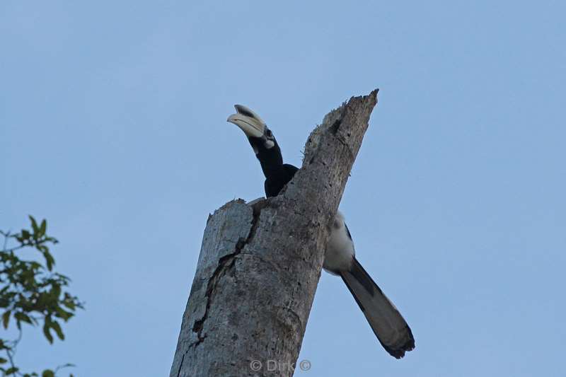 malaysia borneo kinabatangan river hornbill