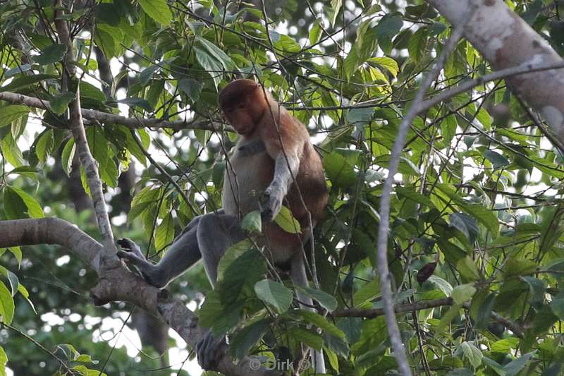 malaysia borneo kinabatangan river long nose monkeys