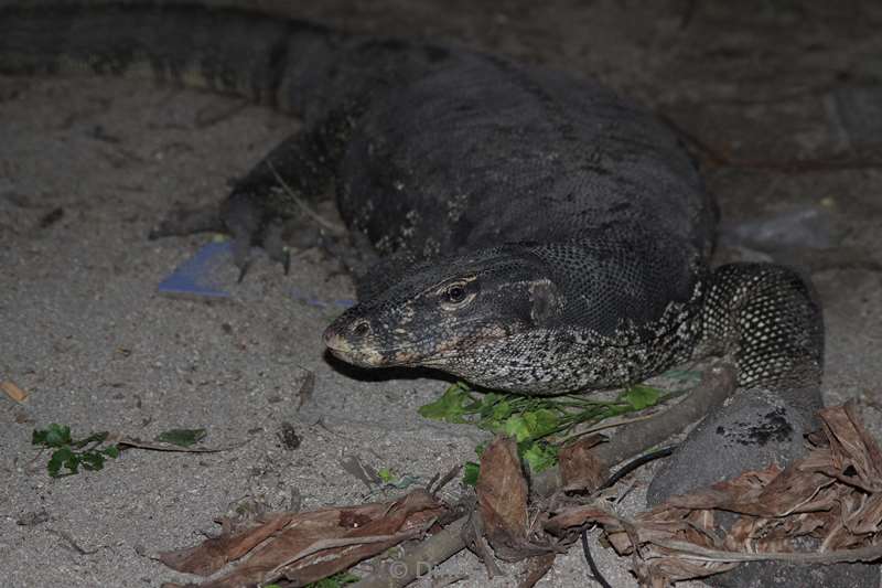 malaysia mabul island lizard