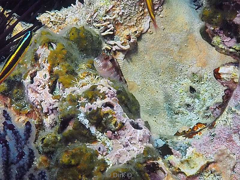 duiken carpenter rock zee van cortez blenny fish