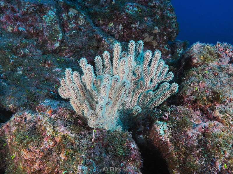 duiken san benedicto coral