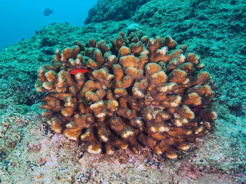 diving la reyna sea of cortez coral