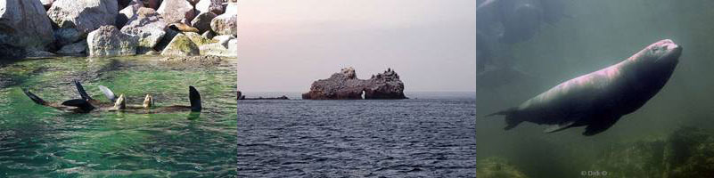 fotos los islotes zee van cortez