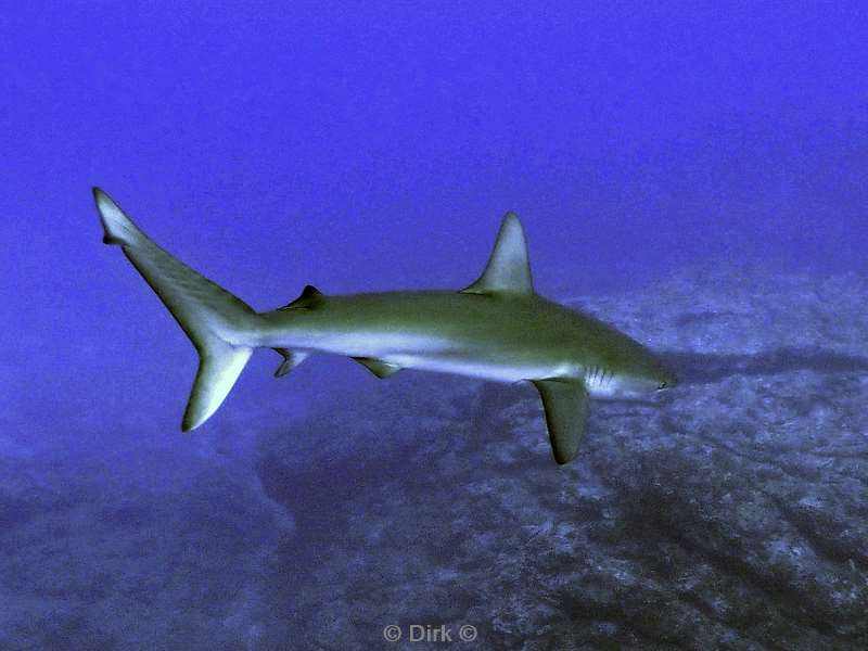 duiken socorro cabo pearle galapagos shark
