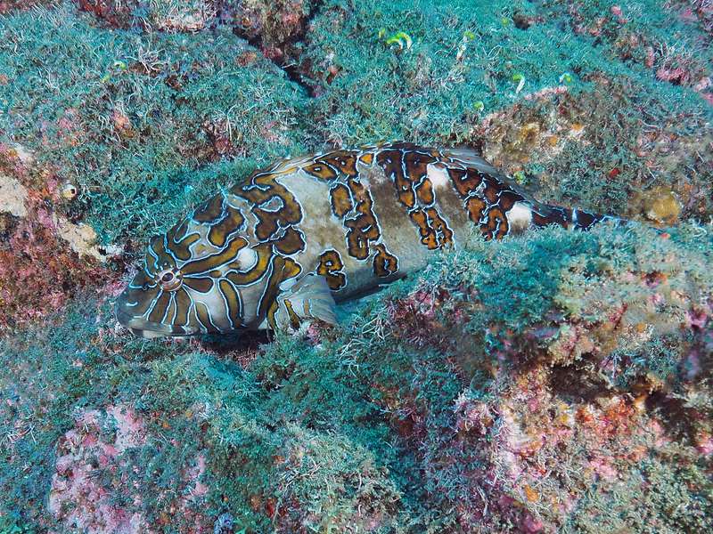 duiken san benedicto grouper