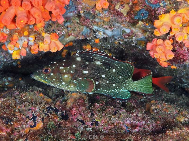 duiken carpenter rock zee van cortez grouper