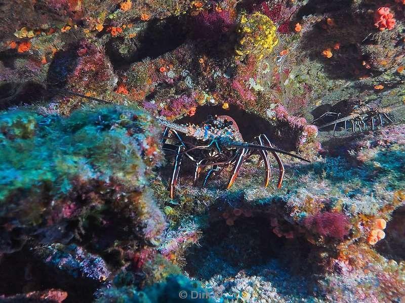 duiken san benedicto lobster