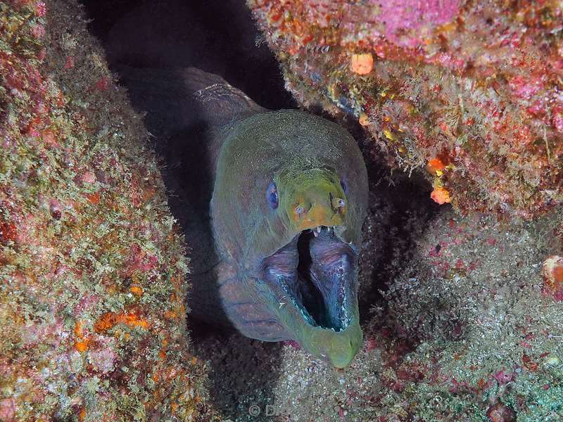 duiken carpenter rock zee van cortez moray eel