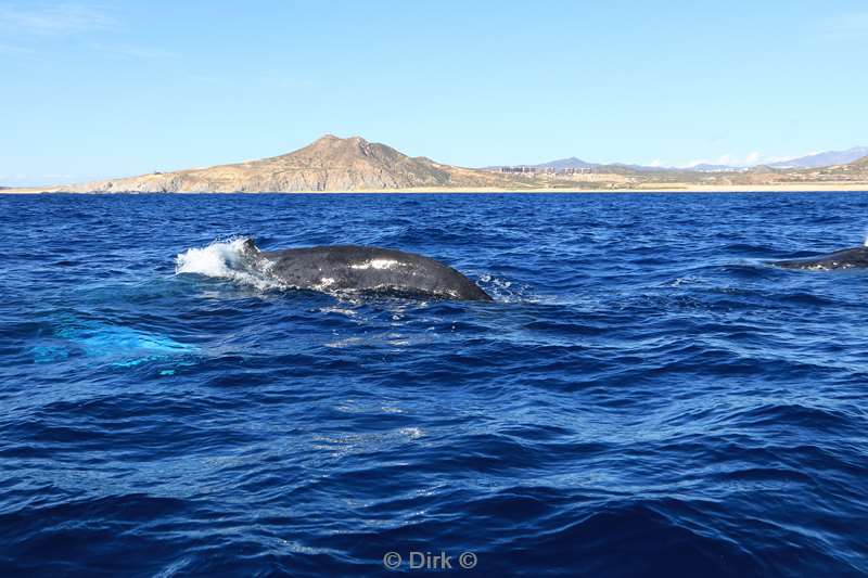 humpback whale cabo san lucas mexico